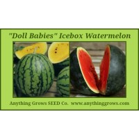 Melon - Watermelon - Doll Babies Icebox Mix - Organic
